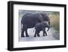 African Elephants, Loxodonta. Queen Elizabeth National Park, Uganda-Nathan Dappen-Framed Photographic Print