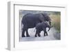 African Elephants, Loxodonta. Queen Elizabeth National Park, Uganda-Nathan Dappen-Framed Photographic Print