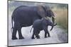 African Elephants, Loxodonta. Queen Elizabeth National Park, Uganda-Nathan Dappen-Mounted Photographic Print