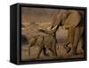 African Elephants, Makalolo Plains, Hwange National Park, Zimbabwe-Pete Oxford-Framed Stretched Canvas