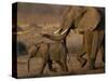 African Elephants, Makalolo Plains, Hwange National Park, Zimbabwe-Pete Oxford-Stretched Canvas