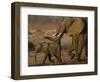 African Elephants, Makalolo Plains, Hwange National Park, Zimbabwe-Pete Oxford-Framed Photographic Print