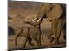 African Elephants, Makalolo Plains, Hwange National Park, Zimbabwe-Pete Oxford-Mounted Photographic Print