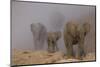 African elephants, Mashatu Reserve, Botswana-Art Wolfe-Mounted Photographic Print