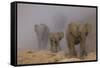 African elephants, Mashatu Reserve, Botswana-Art Wolfe-Framed Stretched Canvas