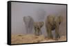 African elephants, Mashatu Reserve, Botswana-Art Wolfe-Framed Stretched Canvas