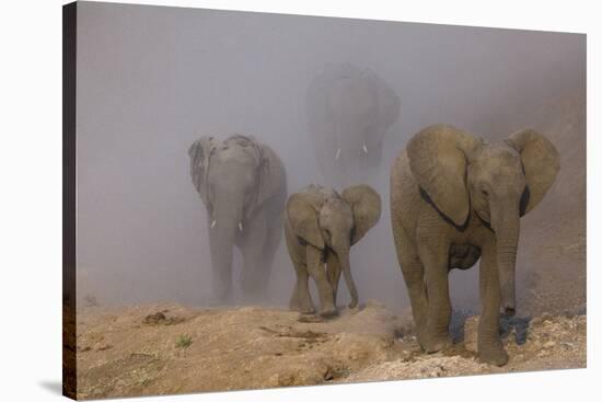 African elephants, Mashatu Reserve, Botswana-Art Wolfe-Stretched Canvas