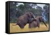 African Elephants Mating-DLILLC-Framed Stretched Canvas