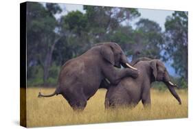 African Elephants Mating-DLILLC-Stretched Canvas