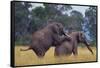 African Elephants Mating-DLILLC-Framed Stretched Canvas