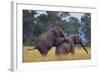African Elephants Mating-DLILLC-Framed Photographic Print