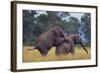 African Elephants Mating-DLILLC-Framed Photographic Print