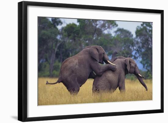 African Elephants Mating-DLILLC-Framed Photographic Print