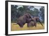 African Elephants Mating-DLILLC-Framed Photographic Print