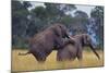African Elephants Mating-DLILLC-Mounted Photographic Print