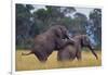 African Elephants Mating-DLILLC-Framed Photographic Print