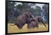 African Elephants Mating-DLILLC-Framed Photographic Print