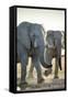 African Elephants, Nxai Pan National Park, Botswana-Paul Souders-Framed Stretched Canvas