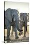 African Elephants, Nxai Pan National Park, Botswana-Paul Souders-Stretched Canvas