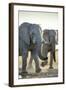 African Elephants, Nxai Pan National Park, Botswana-Paul Souders-Framed Photographic Print