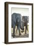 African Elephants, Nxai Pan National Park, Botswana-Paul Souders-Framed Photographic Print