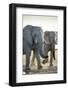 African Elephants, Nxai Pan National Park, Botswana-Paul Souders-Framed Photographic Print