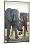 African Elephants, Nxai Pan National Park, Botswana-Paul Souders-Mounted Photographic Print