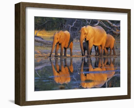 African elephants, Okavango, Botswana-Frank Krahmer-Framed Art Print