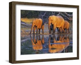 African elephants, Okavango, Botswana-Frank Krahmer-Framed Art Print