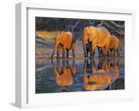 African elephants, Okavango, Botswana-Frank Krahmer-Framed Art Print