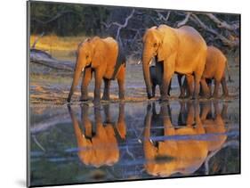 African elephants, Okavango, Botswana-Frank Krahmer-Mounted Art Print