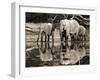 African elephants, Okavango, Botswana-Frank Krahmer-Framed Art Print