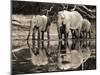 African elephants, Okavango, Botswana-Frank Krahmer-Mounted Art Print