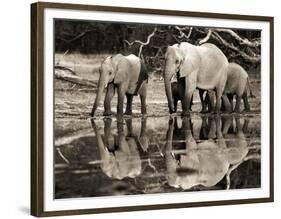 African elephants, Okavango, Botswana-Frank Krahmer-Framed Art Print