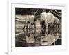 African elephants, Okavango, Botswana-Frank Krahmer-Framed Art Print