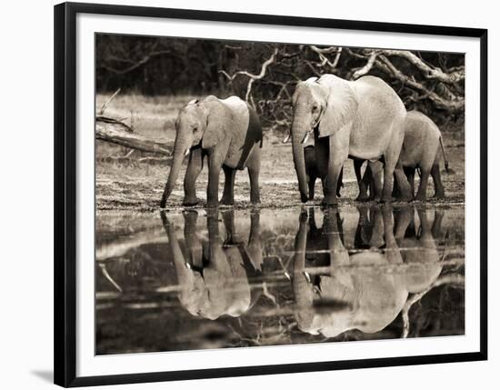 African elephants, Okavango, Botswana-Frank Krahmer-Framed Art Print