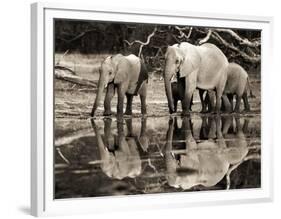 African elephants, Okavango, Botswana-Frank Krahmer-Framed Art Print