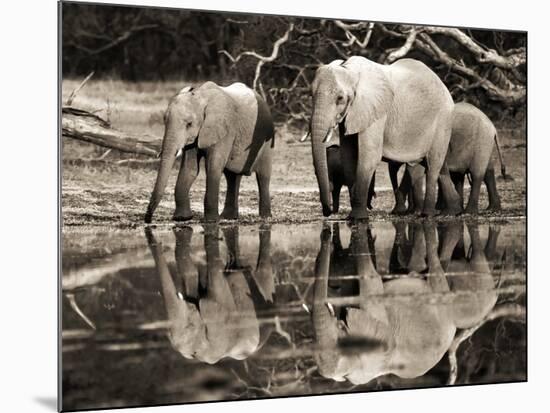 African elephants, Okavango, Botswana-Frank Krahmer-Mounted Art Print