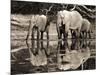 African elephants, Okavango, Botswana-Frank Krahmer-Mounted Art Print