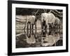 African elephants, Okavango, Botswana-Frank Krahmer-Framed Art Print