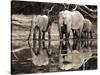 African elephants, Okavango, Botswana-Frank Krahmer-Stretched Canvas