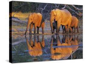 African elephants, Okavango, Botswana-Frank Krahmer-Stretched Canvas