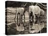 African elephants, Okavango, Botswana-Frank Krahmer-Stretched Canvas