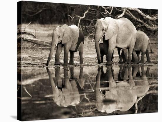 African elephants, Okavango, Botswana-Frank Krahmer-Stretched Canvas