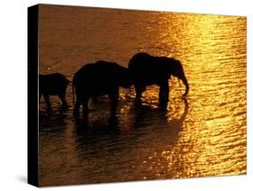 African Elephants, Okavango Delta, Botswana-Pete Oxford-Stretched Canvas