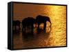 African Elephants, Okavango Delta, Botswana-Pete Oxford-Framed Stretched Canvas