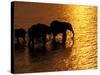 African Elephants, Okavango Delta, Botswana-Pete Oxford-Stretched Canvas