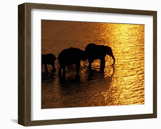 African Elephants, Okavango Delta, Botswana-Pete Oxford-Framed Premium Photographic Print