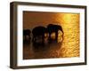 African Elephants, Okavango Delta, Botswana-Pete Oxford-Framed Premium Photographic Print