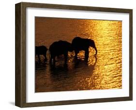 African Elephants, Okavango Delta, Botswana-Pete Oxford-Framed Premium Photographic Print